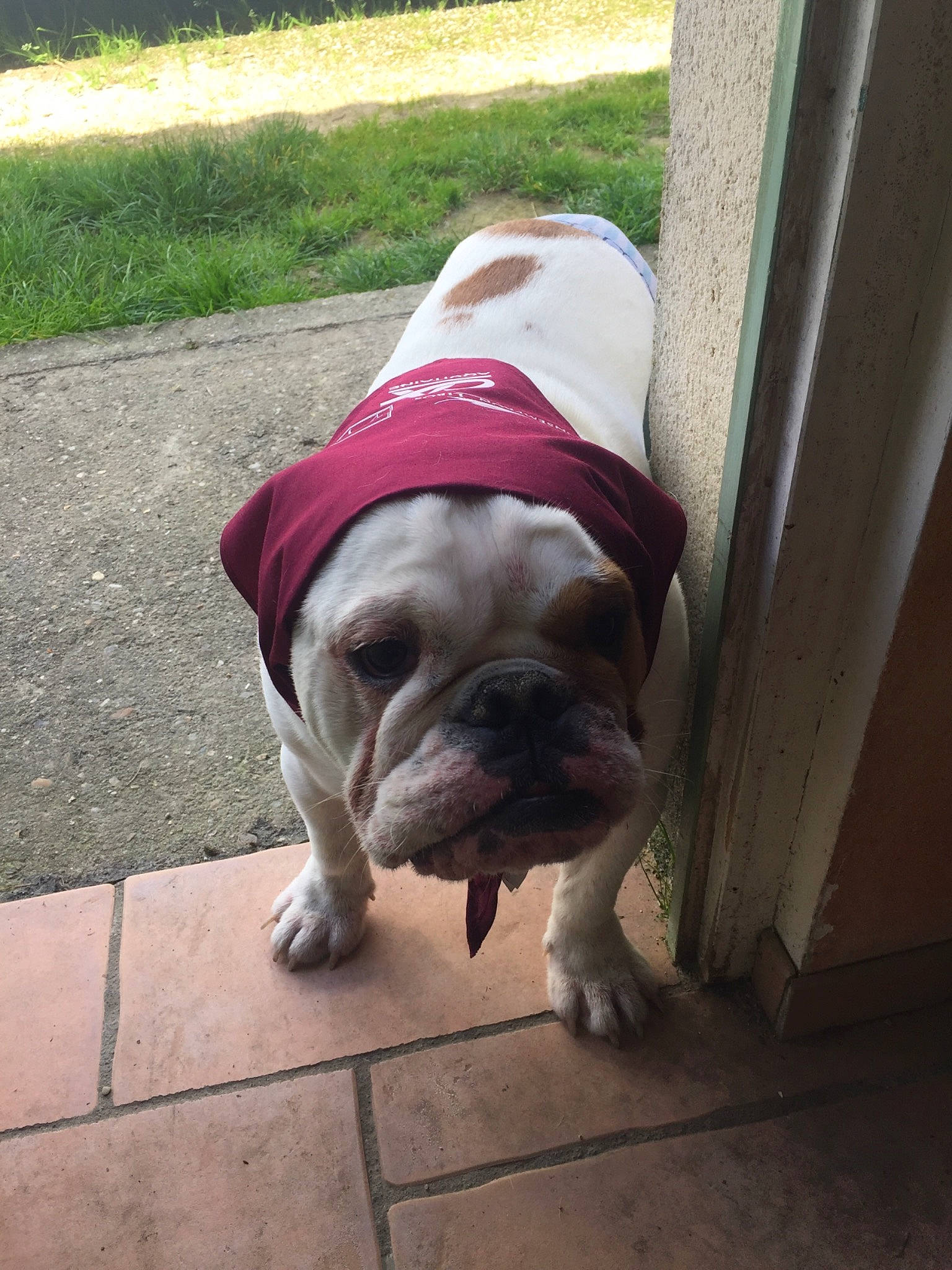 Maurice participe au concours pour gagner de l'argent avec cette photo : american_bulldog, australian_bulldog, british_bulldogs, bulldog, canidae, carnivore, companion_dog, dog, dog_breed, dog_clothes, dorset_olde_tyme_bulldogge, fawn, mammal, non_sporting_group, old_english_bulldog, olde_english_bulldogge, pug, snout, toy_bulldog, white_english_bulldog