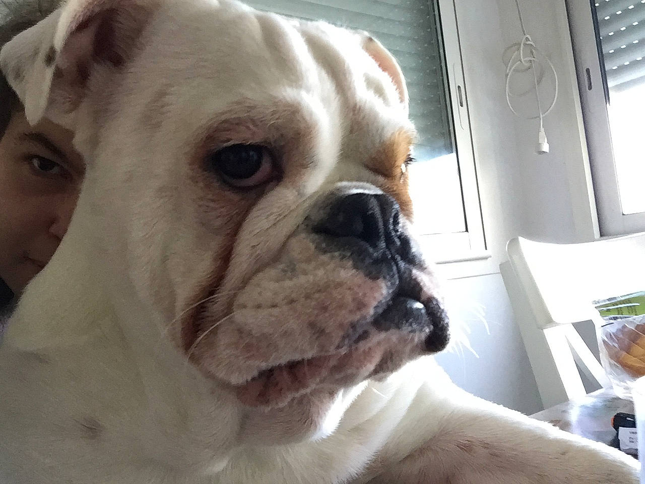 Maurice participe au concours pour gagner de l'argent avec cette photo : american_bulldog, australian_bulldog, bulldog, canidae, carnivore, companion_dog, dog, dog_breed, dorset_olde_tyme_bulldogge, mammal, non_sporting_group, nose, old_english_bulldog, olde_english_bulldogge, skin, snout, toy_bulldog, valley_bulldog, vertebrate, white_english_bulldog