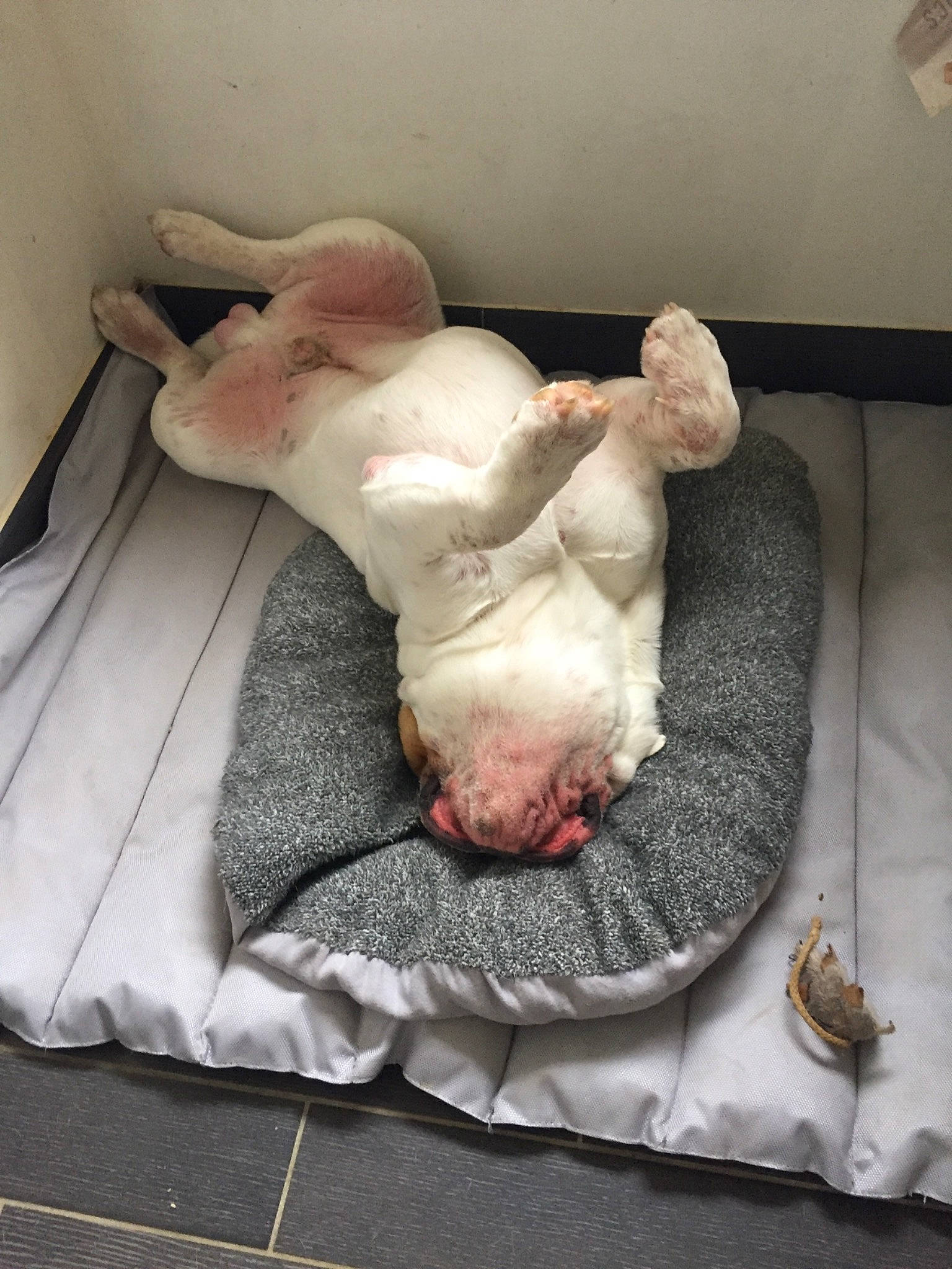 Maurice a rejoint le concours — aidez-le/la à gagner de superbes lots ! american_bulldog, american_pit_bull_terrier, bull_terrier, canidae, carnivore, dog, dog_breed, dogo_argentino, flesh, guard_dog, non_sporting_group, snout, sporting_group