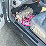 Ryan joined the competition — help win amazing prizes! dog, pet, car_interior, blanket, leather_seat, steering_wheel, open_car_door, pavement, pink_collar, resting, small_dog, companion_animal, vehicle, floor_mat, sunlight, looking_up, relaxed, domestic_animal, indoor, cozy