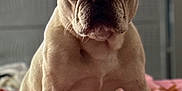 Ryan is registered to the contest to win money with this photo: dog, french_bulldog, puppy, pet, indoor, blanket, pink, cozy, sitting, ears, wrinkles, closeup, cute, animal, companion, young, looking, soft_light, bedroom, domestic