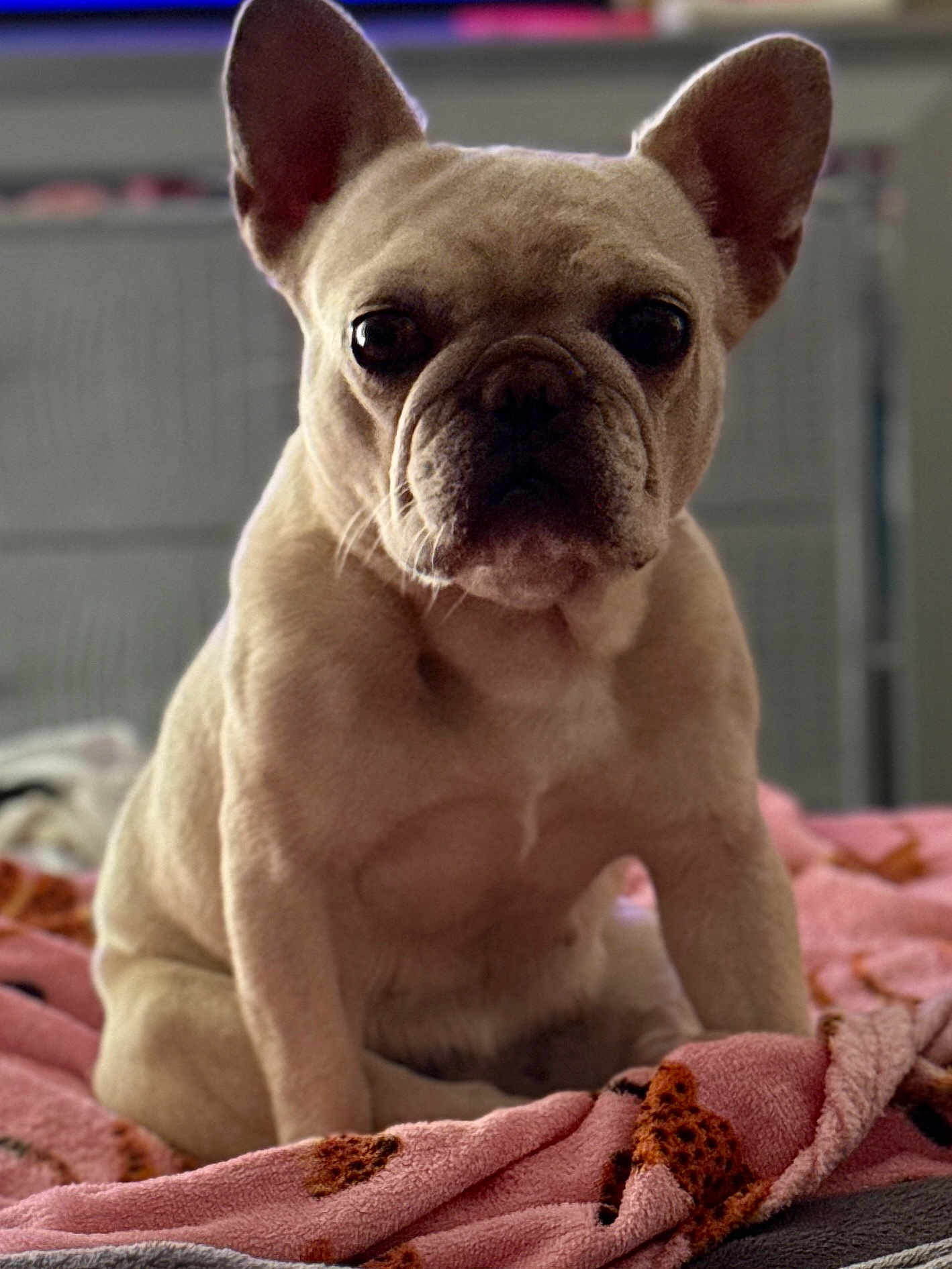Ryan is registered to the contest to win money with this photo: dog, french_bulldog, puppy, pet, indoor, blanket, pink, cozy, sitting, ears, wrinkles, closeup, cute, animal, companion, young, looking, soft_light, bedroom, domestic
