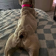 Ryan joined the competition — help win amazing prizes! dog, pet, indoor, blanket, bed, fur, collar, pink_collar, tail, legs, relaxing, cozy, canine, muscle, furniture, comfort, animal, resting, domestic, sleep_area