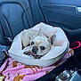 Ryan is registered to the contest to win money with this photo: dog, pet_bed, blanket, car_interior, leather_seat, small_dog, french_bulldog, animal, cute, alert, ears, face, pink_blanket, cheetah_print, seatbelt, window, door, metal_bowl, fur, resting