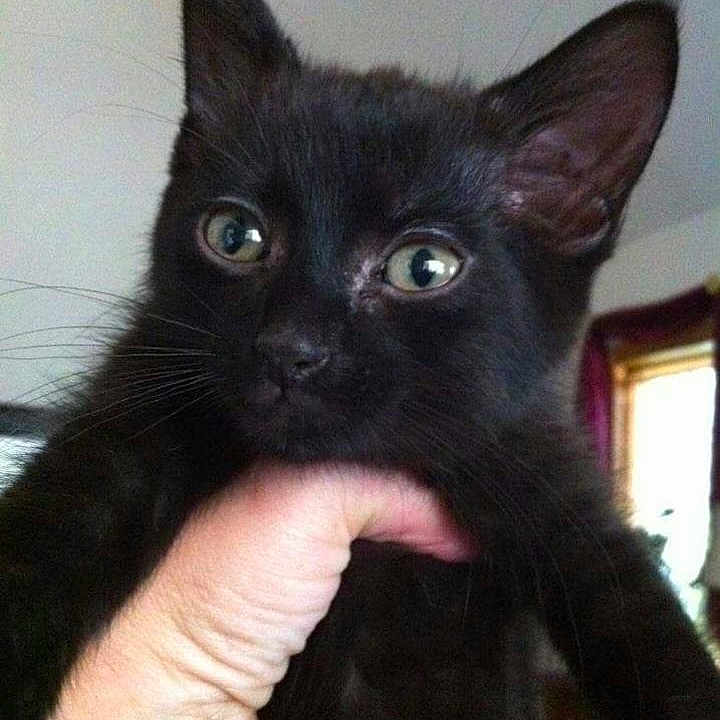 Loki is registered to the contest to win money with this photo: animal, background_blur, black_cat, close_up, curious, cute, domestic_animal, ears, eyes, feline, fur, hand, holding, indoor, kitten, mammal, pet, portrait, whiskers, young