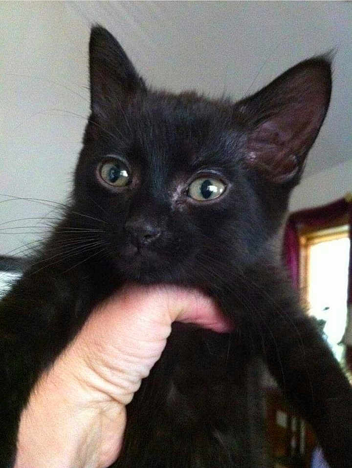 Loki
