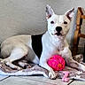 dog, white_dog, black_patch, toy, pink_ball, pink_bone_toy, blanket, floor_tile, indoor, pet, animal, relaxed, lying_down, paw, ear, snout, chair_leg, wall, comfort, cute