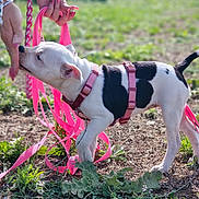 Aura a rejoint le concours — aidez-le/la à gagner de superbes lots ! puppy, dog, pet, pink_leash, pink_harness, person, hand, outdoor, grass, plants, animal, sniffing, cute, young_dog, black_and_white, nature, playful, leash, collar, sunlight
