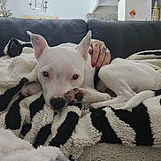 Aura participe au concours pour gagner de l'argent avec cette photo : dog, white_dog, blanket, striped_blanket, couch, pet, hand, rings, nail_polish, indoor, living_room, cozy, furniture, chandelier, wall_decor, relaxing, resting, animal, cute, companion