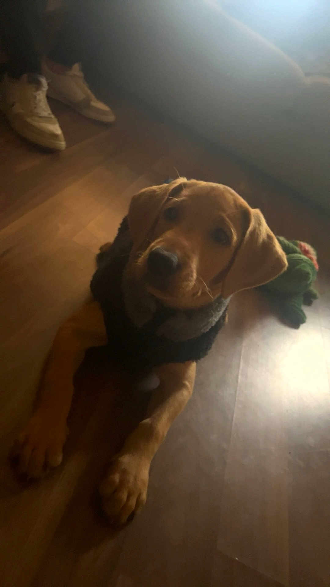Hugo