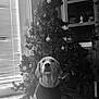 Hugo is registered to the contest to win money with this photo: animal, architecture, beagle, building, cabinet, canine, dog, face, fir, furniture, hound, indoors, livingroom, pet, plant, pottedplant, room, shelf, tree, wood