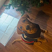 Hugo is registered to the contest to win money with this photo: animal, canine, conifer, dog, face, hardwood, head, hound, indoors, interiordesign, lighting, person, pet, photography, plant, portrait, pottedplant, puppy, tree, wood