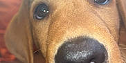 Hugo is registered to the contest to win money with this photo: animal, ball, beagle, canine, cushion, dog, face, goldenretriever, head, homedecor, hound, labradorretriever, person, pet, photography, portrait, puppy, sleeping, snout, sport
