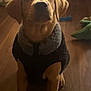 Hugo is registered to the contest to win money with this photo: animal, beagle, boxer, bulldog, canine, dog, face, goldenretriever, head, hound, indoors, interiordesign, labradorretriever, person, pet, photography, portrait, puppy, whitedog, wood