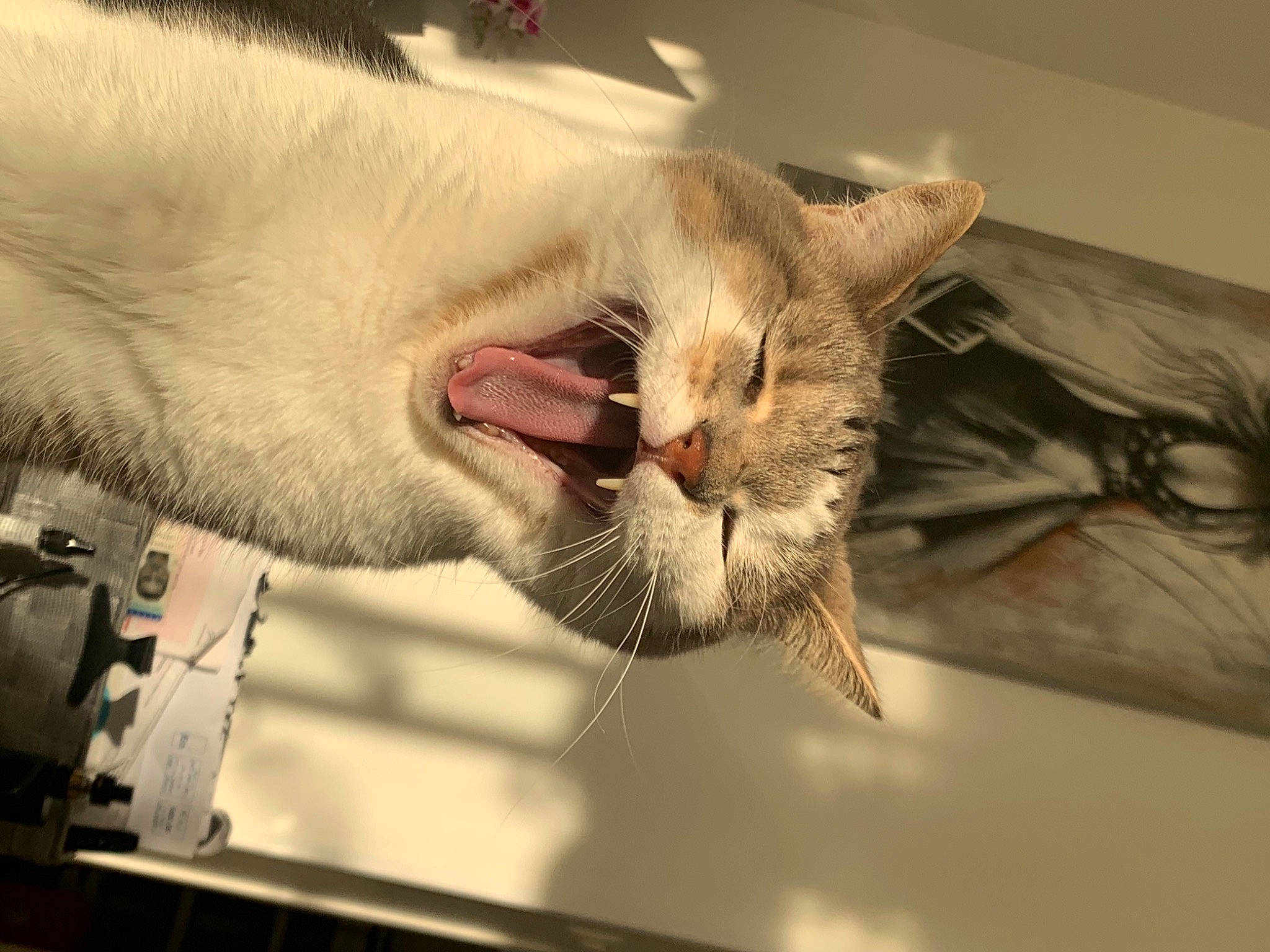 Crapule