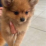 Dlion is registered to the contest to win money with this photo: puppy, dog, pomeranian, fluffy, brown_fur, close_up, indoor, tile_floor, human_hand, fingernails, ears, eyes, nose, paws, portrait, pet, holding, adorable, small_size, soft_fur