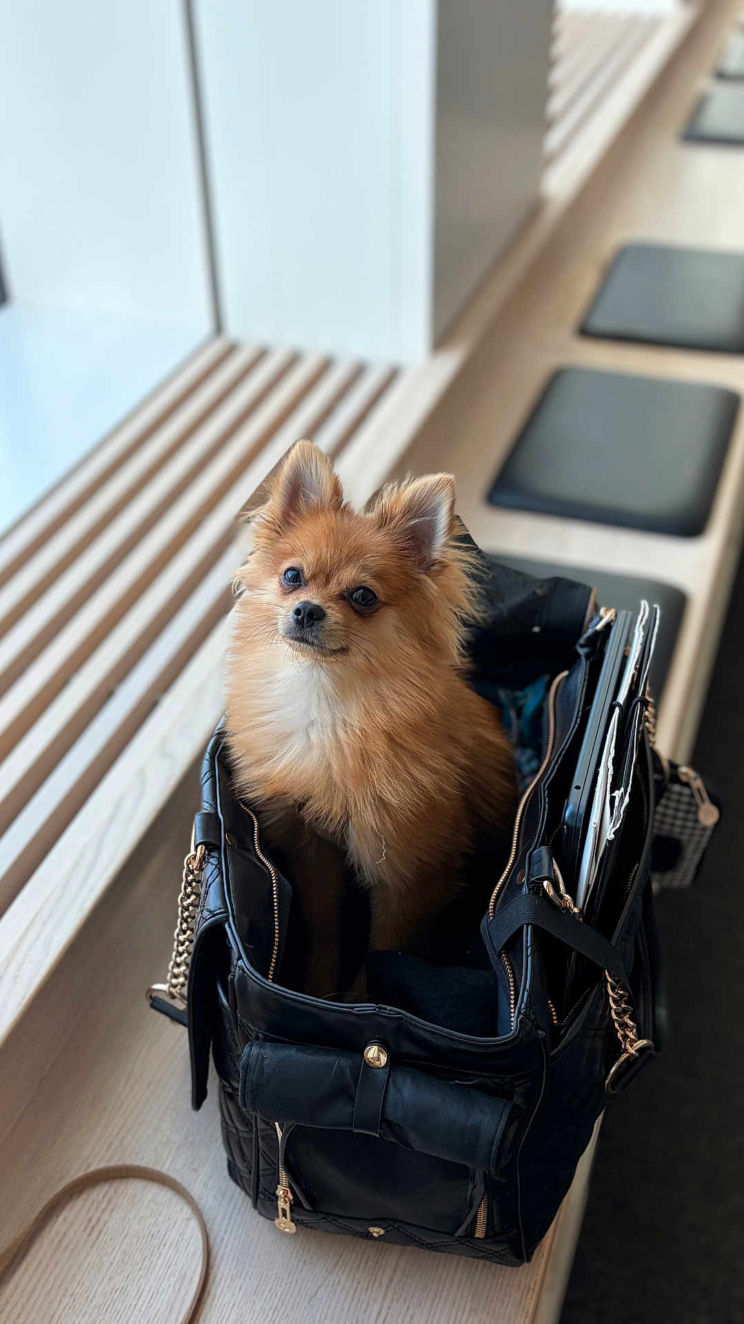 Dlion joined the competition — help win amazing prizes! dog, pomeranian, small_dog, pet, handbag, black_bag, bench, wooden_bench, window, indoor, portrait, furry, leather, chain_strap, sitting, looking_at_camera, cute, bench_cushion, purse, accessories