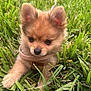Dlion is registered to the contest to win money with this photo: puppy, dog, pomeranian, grass, outdoor, pet, leash, harness, ears, fur, cute, small, paws, portrait, closeup, nature, daytime, nose, eyes, field