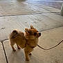 dog, pomeranian, puppy, leash, harness, concrete, sidewalk, pillar, building, person, walking, outdoor, portrait, cute, small_dog, fur, standing, attentive, looking_up, shadow