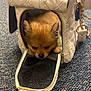 Dlion is registered to the contest to win money with this photo: dog, pomeranian, puppy, purse, handbag, zipper, carpet, floor, pet, cute, sleeping, fluffy, indoor, keychain, sandal, accessory, resting, small_animal, soft_fur, portable_carrier
