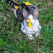 Mira participe au concours pour gagner de l'argent avec cette photo : cat, kitten, animal, pet, grass, outdoors, garden, nature, dandelions, flowers, yellow_flowers, feline, tabby, white_fur, lying_down, portrait, cute, adorable, whiskers, smartphone_photo