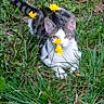 cat, kitten, animal, pet, grass, outdoors, garden, nature, dandelions, flowers, yellow_flowers, feline, tabby, white_fur, lying_down, portrait, cute, adorable, whiskers, smartphone_photo