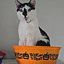 animal, black_and_white, cat, close_up, collar, container, curious, cute, domestic_cat, feline, halloween, indoor, jack_o_lantern, looking, mouth_open, orange_bucket, pet, sitting, trick_or_treat, white_background