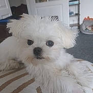 Bob participe au concours pour gagner de l'argent avec cette photo : animal, bed, carpet, companion, cute, dog, door, fluffy, furry, household, indoor, looking_at_camera, lying_down, pet, portrait, puppy, room, shelf, small_dog, white