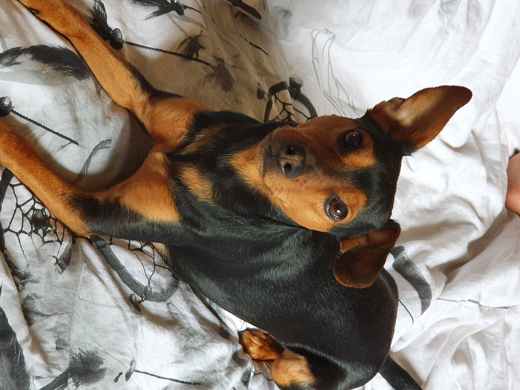 Tom participe au concours pour gagner de l'argent avec cette photo : canidae, carnivore, comfort, companion_dog, dog, dog_breed, dog_supply, ear, fawn, fur, paw, pinscher, prazsky_krysarik, puppy, snout, sporting_group, terrestrial_animal, toy_dog, whiskers, working_animal