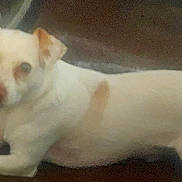 Buddy joined the competition — help win amazing prizes! dog, small_dog, white_dog, lying_down, pet, animal, brown_patch, indoor, floor, canine, domestic_animal, looking_at_camera, resting, cute, fur, ears, snout, paw, companion, calm