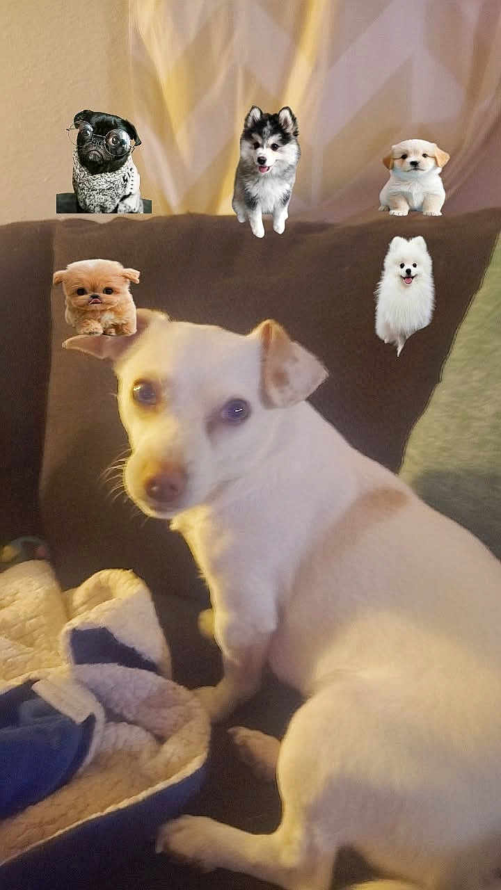 Buddy is registered to the contest to win money with this photo: dog, puppies, couch, blanket, indoor, white_dog, small_dogs, pets, furry, animal, sitting, canine, cute, compilation, multiple_dogs, furniture, cozy, domestic, living_room, blurred