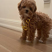 Poppy joined the competition — help win amazing prizes! puppy, dog, curly_fur, gold_chain, wooden_floor, indoor, pet, cute, small_dog, flooring, wall, light_switch, brown_fur, adorable, animal, standing, domestic_animal, companion, young_dog, fluffy
