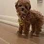 puppy, dog, curly_fur, gold_chain, wooden_floor, indoor, pet, cute, small_dog, flooring, wall, light_switch, brown_fur, adorable, animal, standing, domestic_animal, companion, young_dog, fluffy