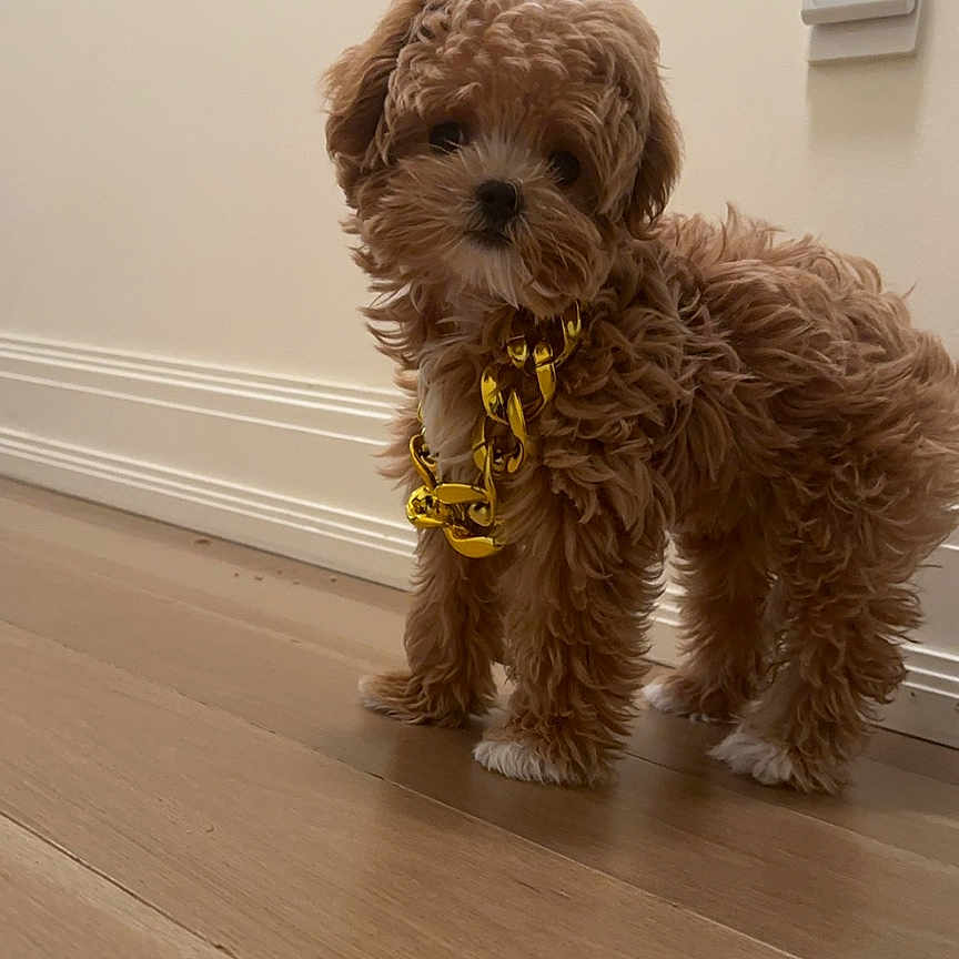 Poppy joined the competition — help win amazing prizes! adorable, animal, brown_fur, companion, curly_fur, cute, dog, domestic_animal, flooring, fluffy, gold_chain, indoor, light_switch, pet, puppy, small_dog, standing, wall, wooden_floor, young_dog