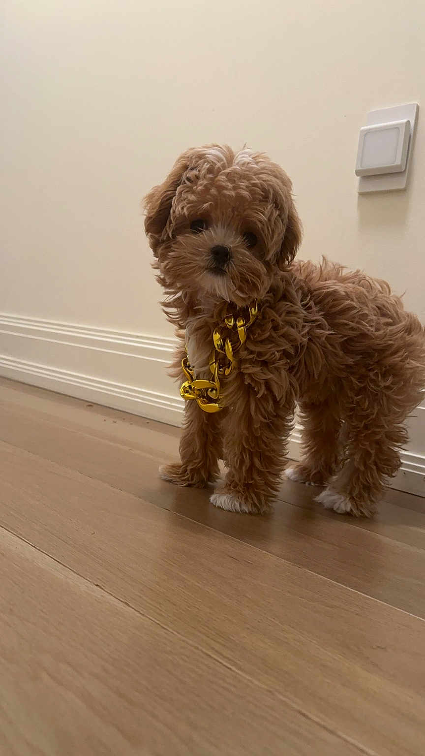 Poppy