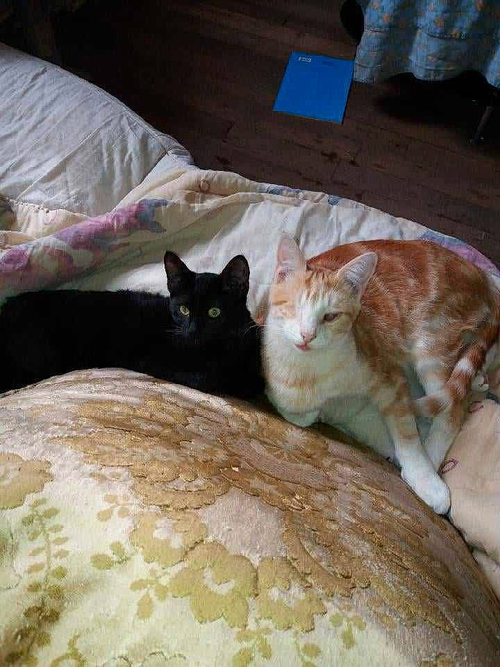 Tigrou a rejoint le concours — aidez-le/la à gagner de superbes lots ! bed, bed_sheet, bedding, blanket, carnivore, cat, claw, comfort, domestic_short_haired_cat, felidae, fur, grey, hardwood, linens, paw, small_to_medium_sized_cats, tail, vertebrate, whiskers, wood