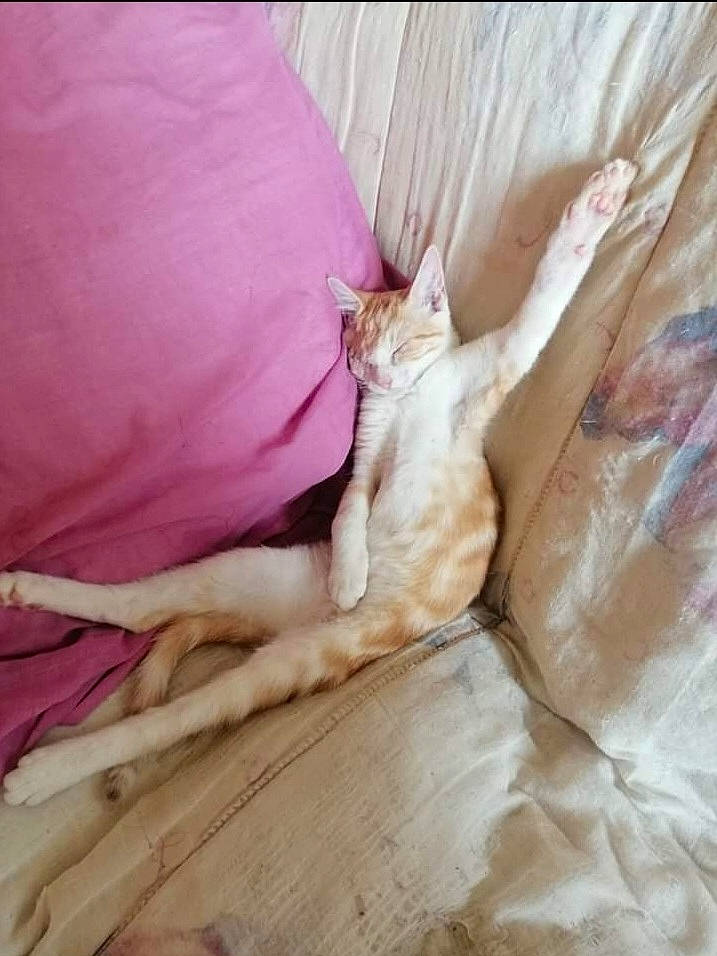 Tigrou participe au concours pour gagner de l'argent avec cette photo : bed, bedding, carnivore, cat, comfort, domestic_short_haired_cat, fawn, felidae, fur, hardwood, human_leg, linens, mattress, nap, paw, small_to_medium_sized_cats, tail, textile, whiskers, wood