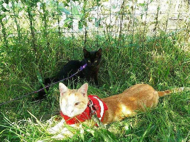 Tigrou a rejoint le concours — aidez-le/la à gagner de superbes lots ! carnivore, cat, chair, collar, domestic_short_haired_cat, fawn, felidae, fur, grass, grass_family, grassland, groundcover, herbaceous_plant, plant, small_to_medium_sized_cats, tail, terrestrial_animal, whiskers, wildlife