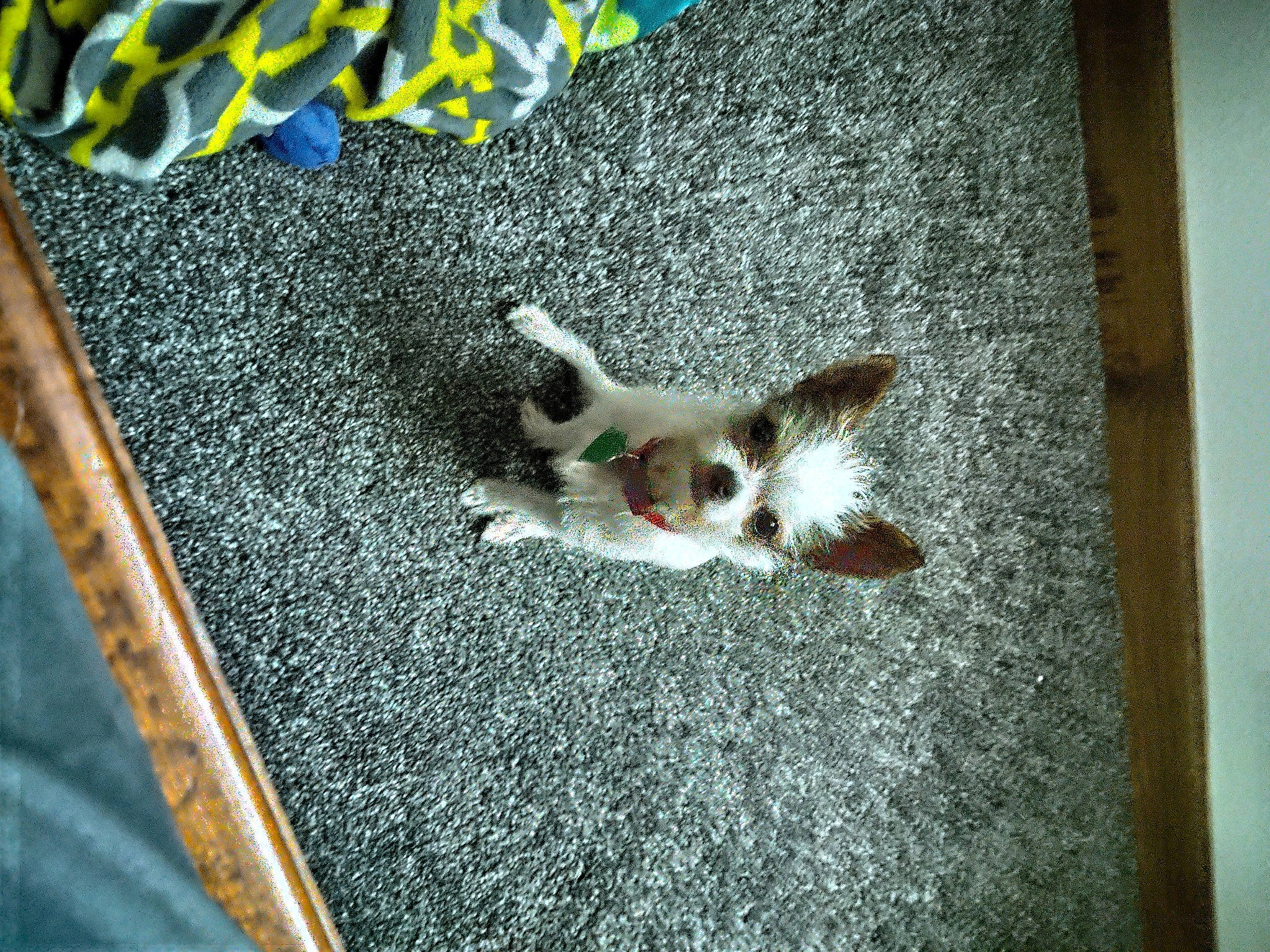 Taco joined the competition — help win amazing prizes! canidae, carnivore, cat, cavalier_king_charles_spaniel, dog, dog_breed, fawn, felidae, mammal, papillon, puppy, spaniel, sporting_group, toy_dog