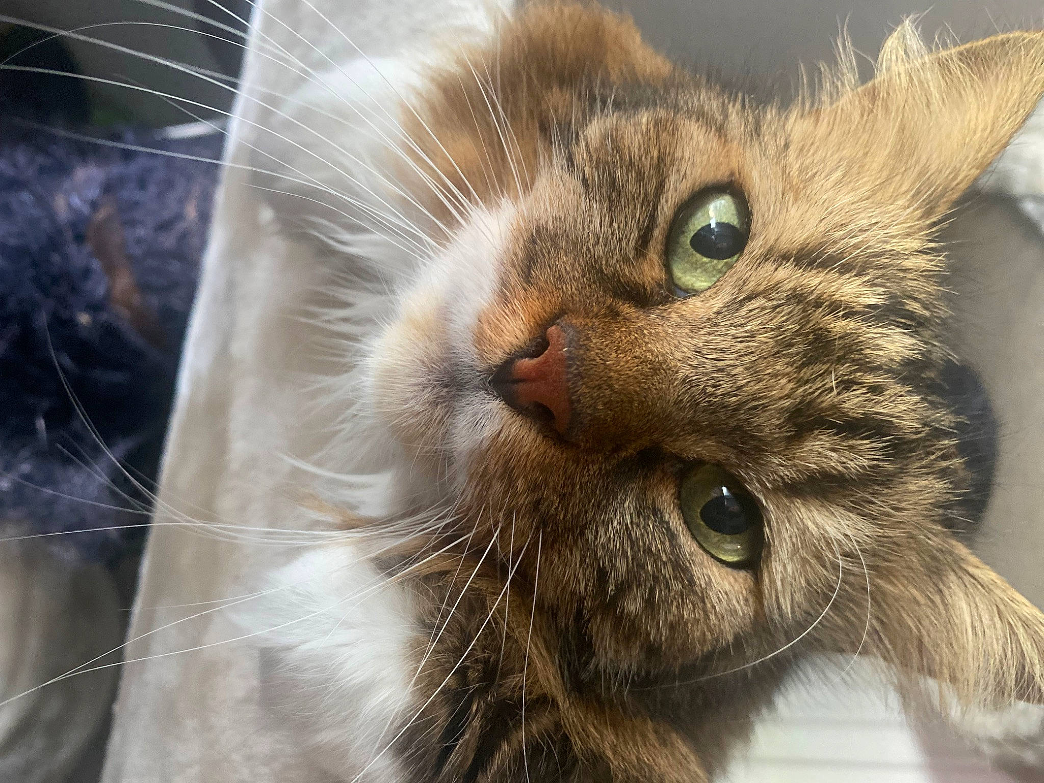 Lili participe au concours pour gagner de l'argent avec cette photo : carnivore, cat, claw, close_up, comfort, domestic_short_haired_cat, ear, felidae, fur, paw, small_to_medium_sized_cats, snout, tail, terrestrial_animal, whiskers, wildlife, window