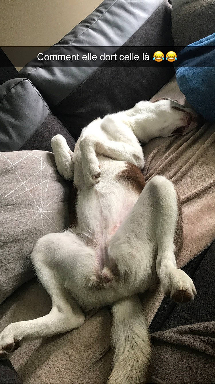 Naïka participe au concours pour gagner de l'argent avec cette photo : canidae, carnivore, companion_dog, dog, dog_breed, fur, photo_caption, puppy, puppy_love, sporting_group, tail