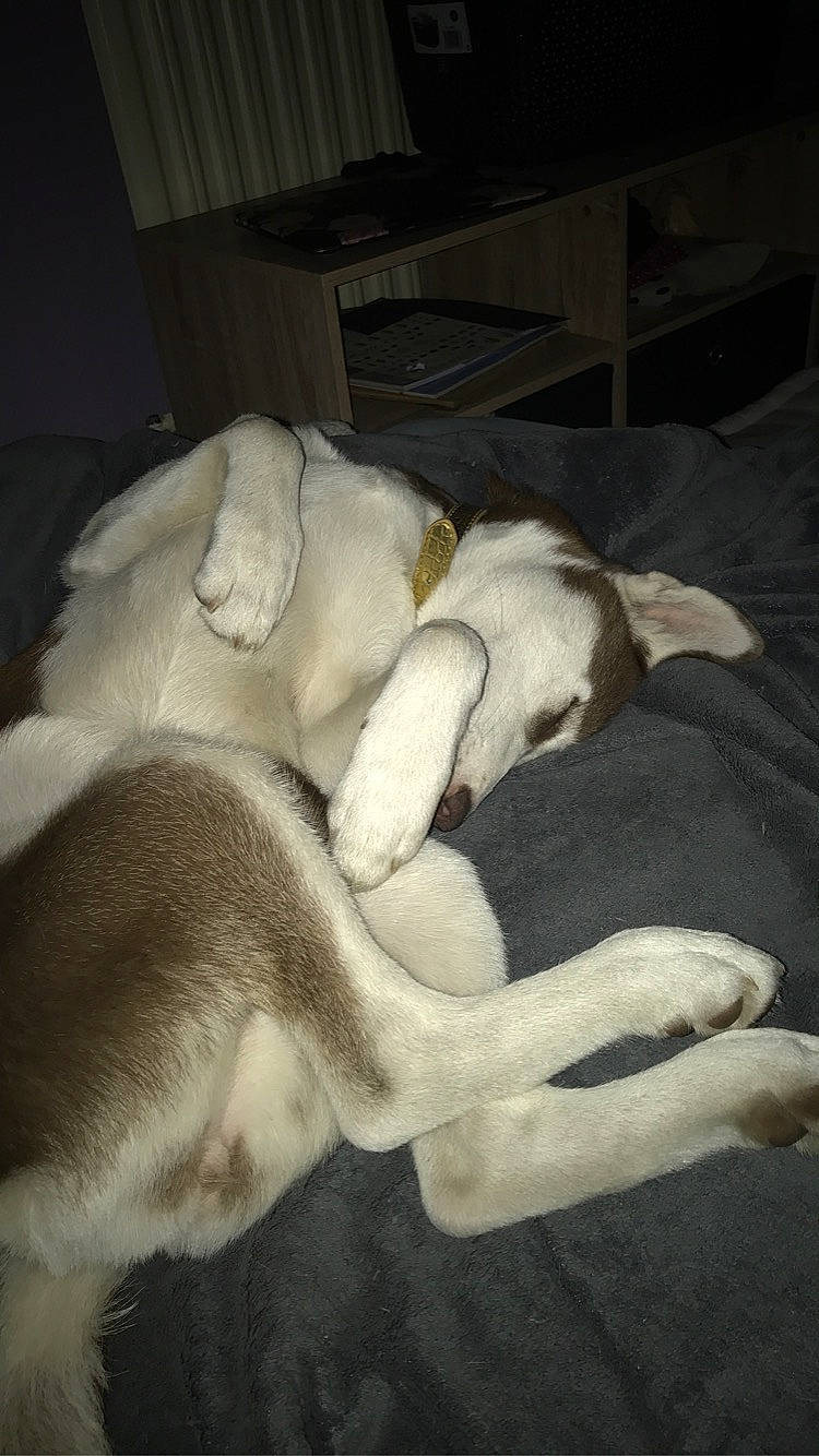 Naïka participe au concours pour gagner de l'argent avec cette photo : canidae, carnivore, dog, dog_breed, fawn, nap, paw, puppy, sporting_group, tail