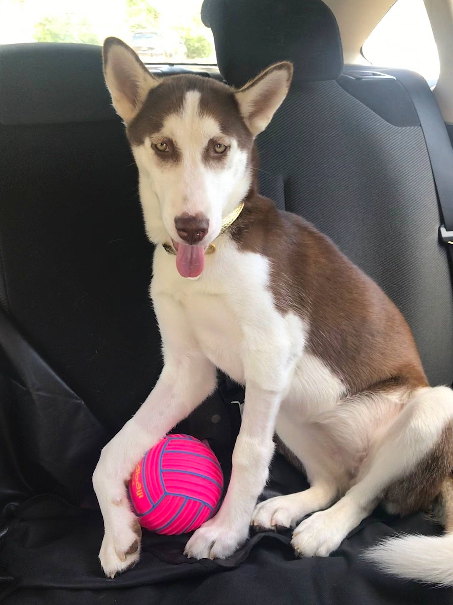 Naïka a rejoint le concours — aidez-le/la à gagner de superbes lots ! ancient_dog_breeds, canidae, carnivore, carolina_dog, companion_dog, dog, dog_breed, feist, mammal, puppy, rare_breed_dog, siberian_husky, tail, vertebrate