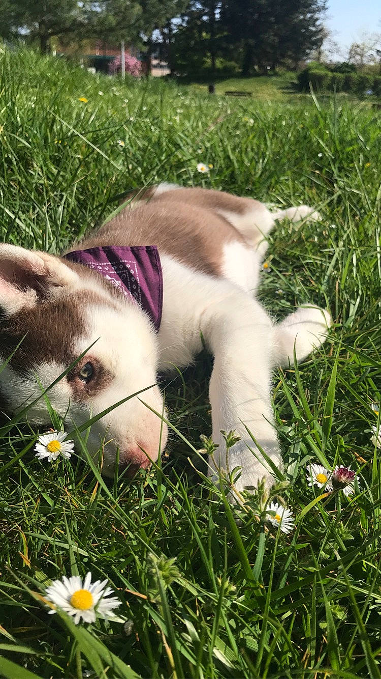 Naïka a rejoint le concours — aidez-le/la à gagner de superbes lots ! canidae, carnivore, companion_dog, dog, dog_breed, fawn, grass, grass_family, mammal, non_sporting_group, nose, plant, play, puppy, siberian_husky, spring, tail, whiskers