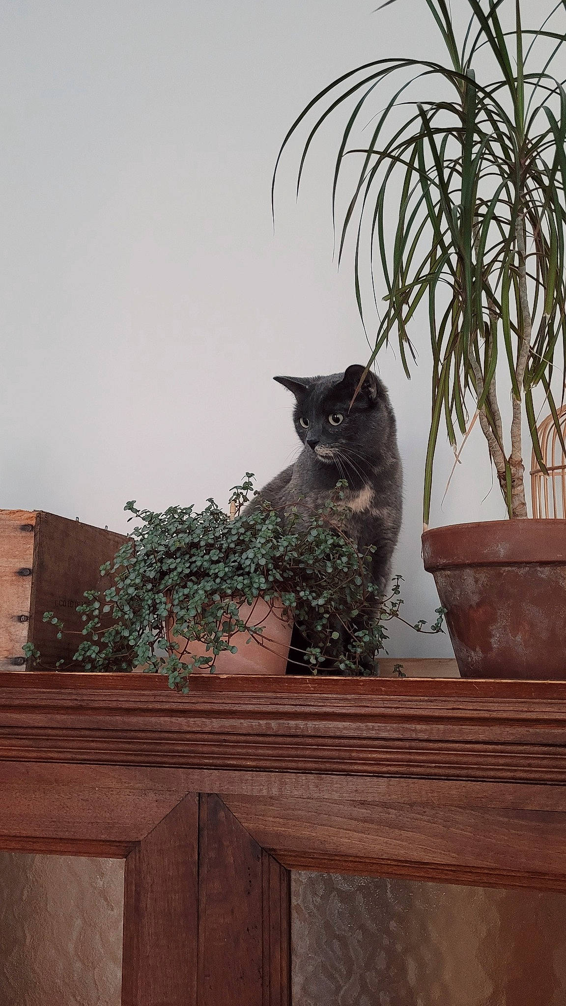 Ash a rejoint le concours — aidez-le/la à gagner de superbes lots ! carnivore, cat, fawn, felidae, flowerpot, grass, grey, hardwood, house, houseplant, landscape, outdoor_furniture, plant, sitting, small_to_medium_sized_cats, tail, tree, whiskers, window, wood