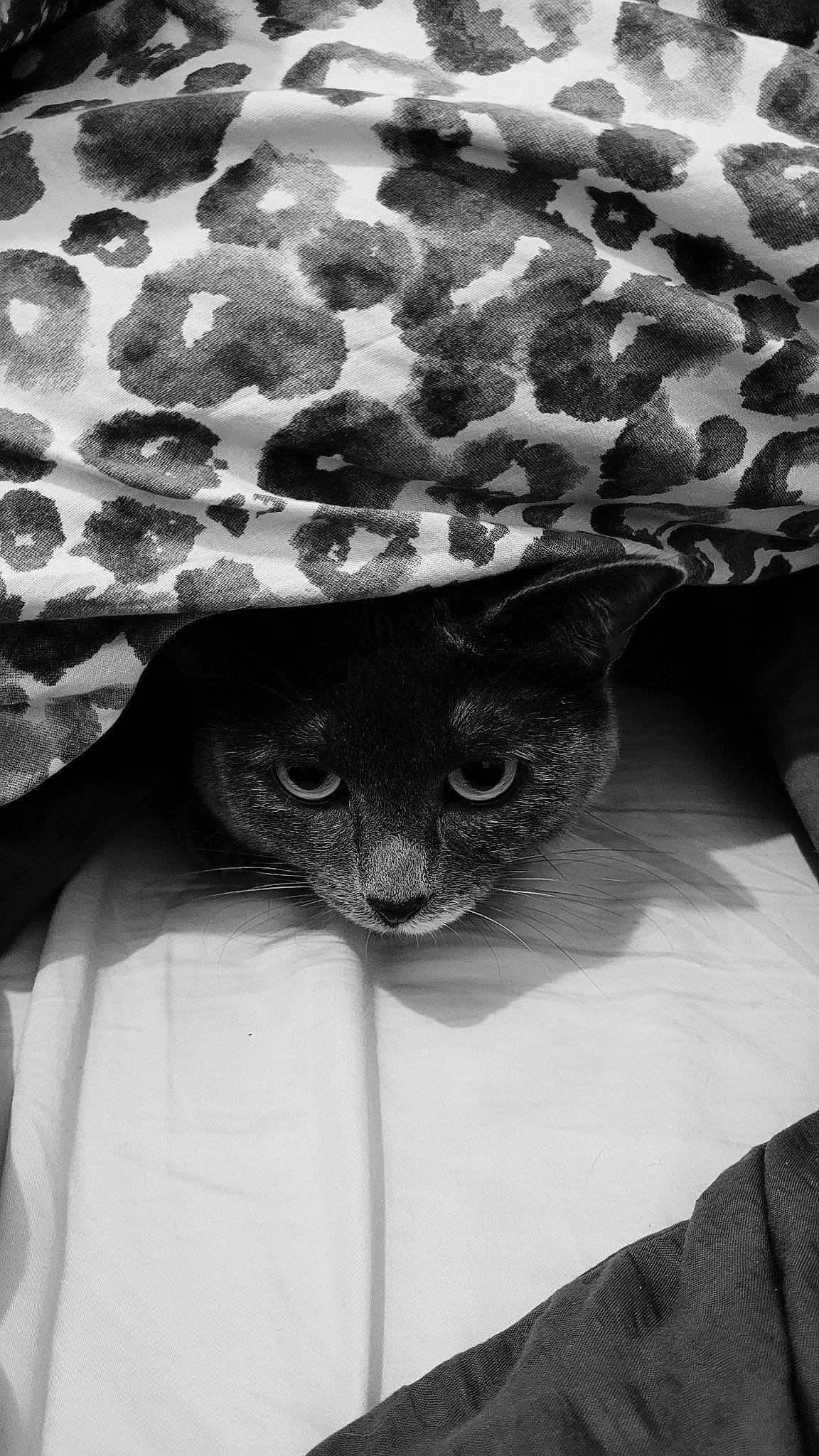 Ash participe au concours pour gagner de l'argent avec cette photo : black_and_white, carnivore, cat, fashion_accessory, felidae, fur, grey, hat, headgear, linens, monochrome, monochrome_photography, pattern, sleeve, small_to_medium_sized_cats, snout, style, sun_hat, whiskers, white