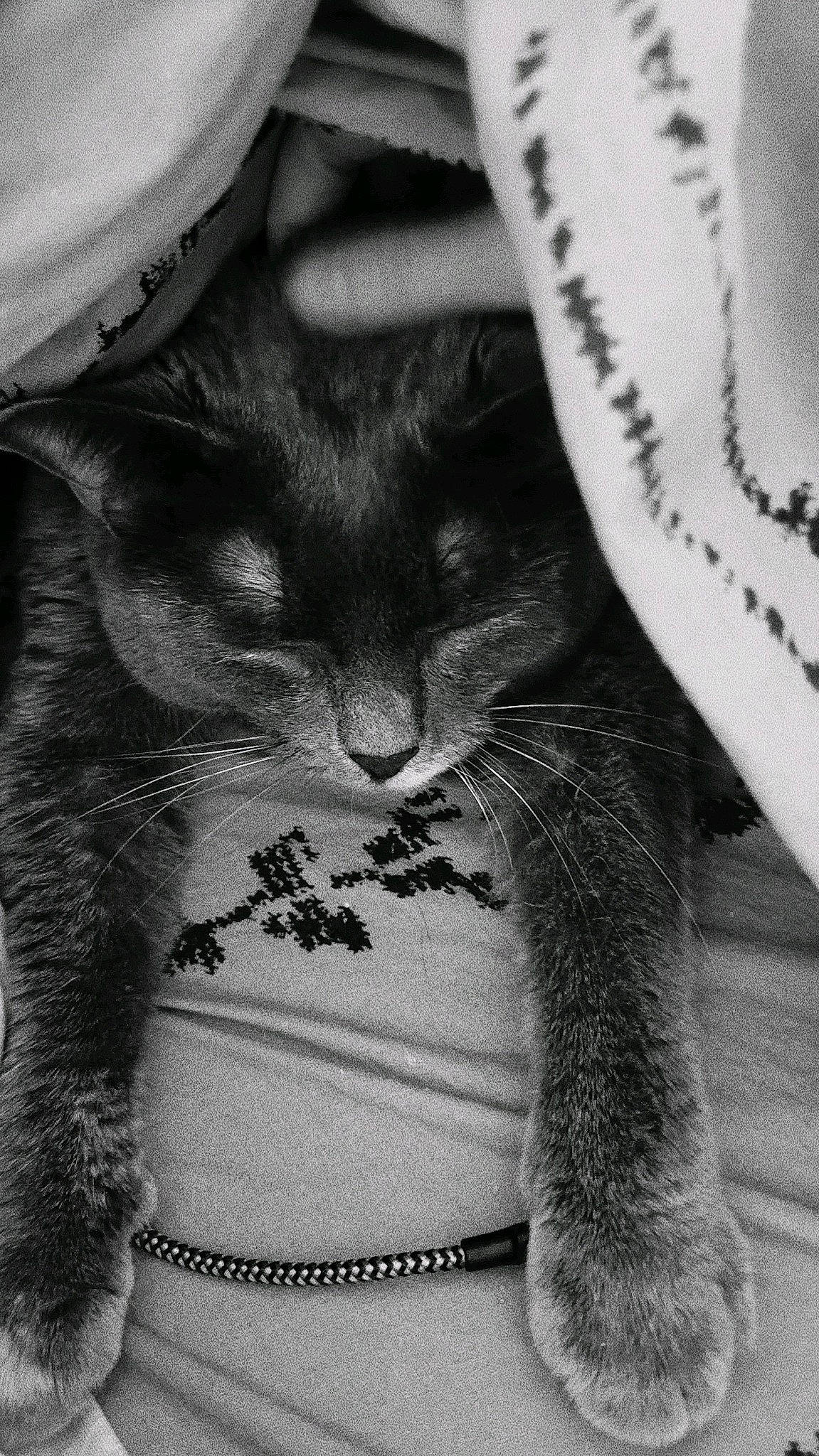 Ash a rejoint le concours — aidez-le/la à gagner de superbes lots ! black_and_white, black_cat, carnivore, cat, domestic_short_haired_cat, felidae, fur, gesture, grey, human_leg, mammal, monochrome, monochrome_photography, paw, small_to_medium_sized_cats, snout, style, tail, whiskers, white