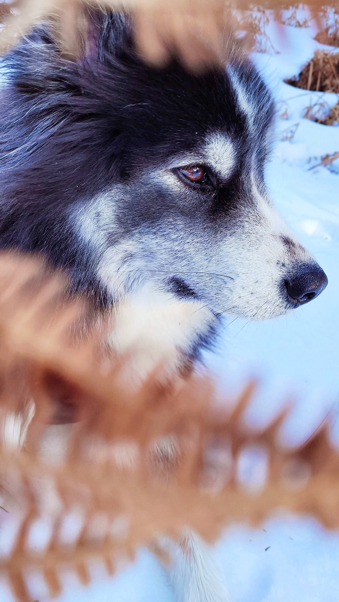 Jodie participe au concours pour gagner de l'argent avec cette photo : ancient_dog_breeds, canidae, canis, carnivore, close_up, companion_dog, dog, dog_breed, eyelash, fur, herding_dog, siberian_husky, sled_dog, sporting_group, terrestrial_animal, whiskers, wildlife, wolf, working_animal, working_dog