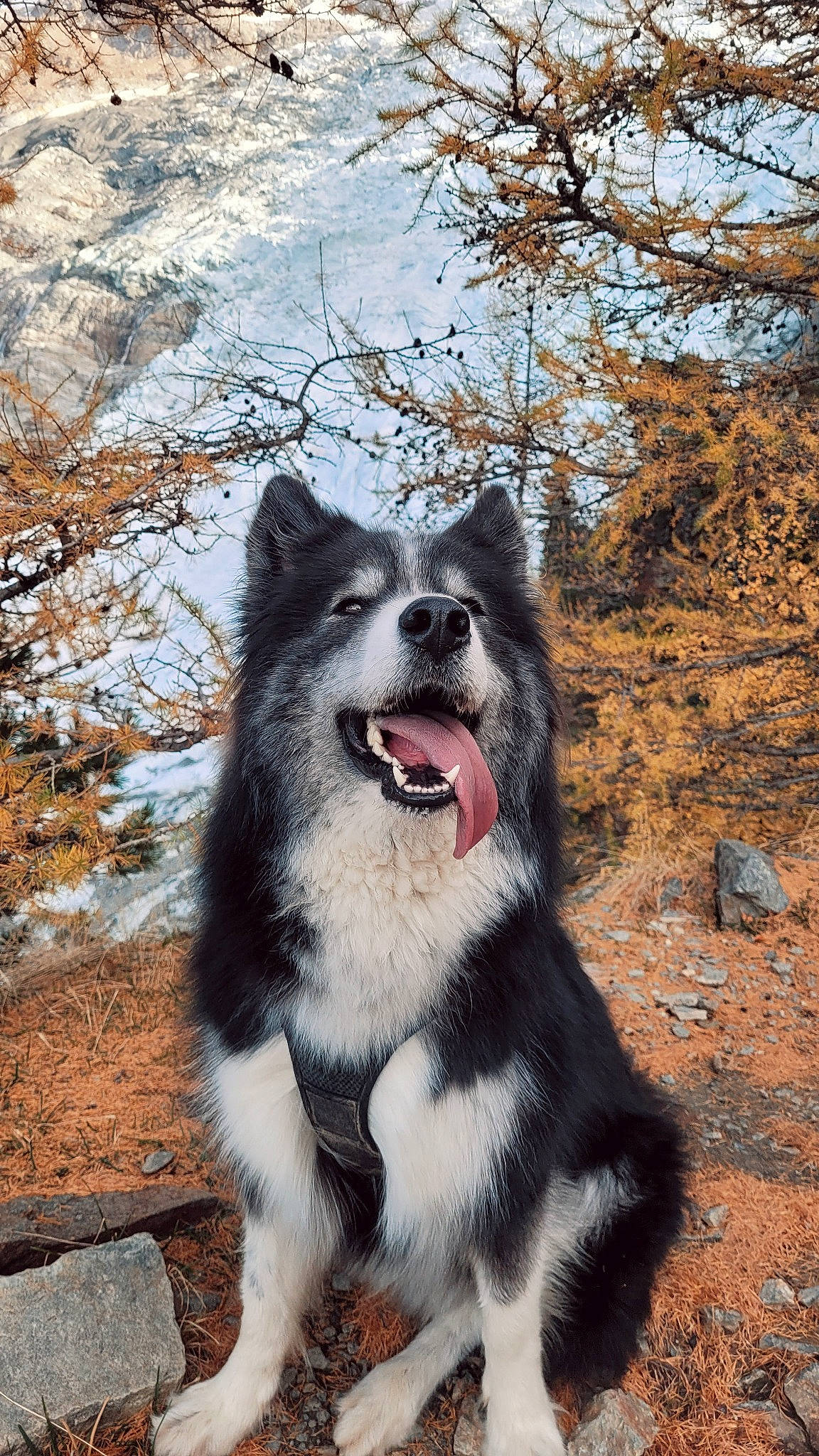 Jodie a rejoint le concours — aidez-le/la à gagner de superbes lots ! canidae, canis, carnivore, collar, companion_dog, dog, dog_breed, fang, fur, jaw, plant, sled_dog, snout, sporting_group, terrestrial_animal, tree, whiskers, wolf, working_animal, working_dog