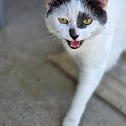 Rosie is registered to the contest to win money with this photo: cat, white, black, animal, pet, walking, close_up, outdoor, concrete, fur, yellow_eyes, mouth_open, whiskers, ears, nose, paw, blurred_background, sidewalk, curious, feline